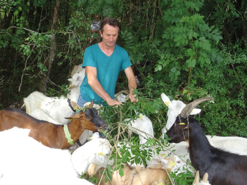 Chèvres se nourissant de broussailles aux alentours de la Ferme du Naray