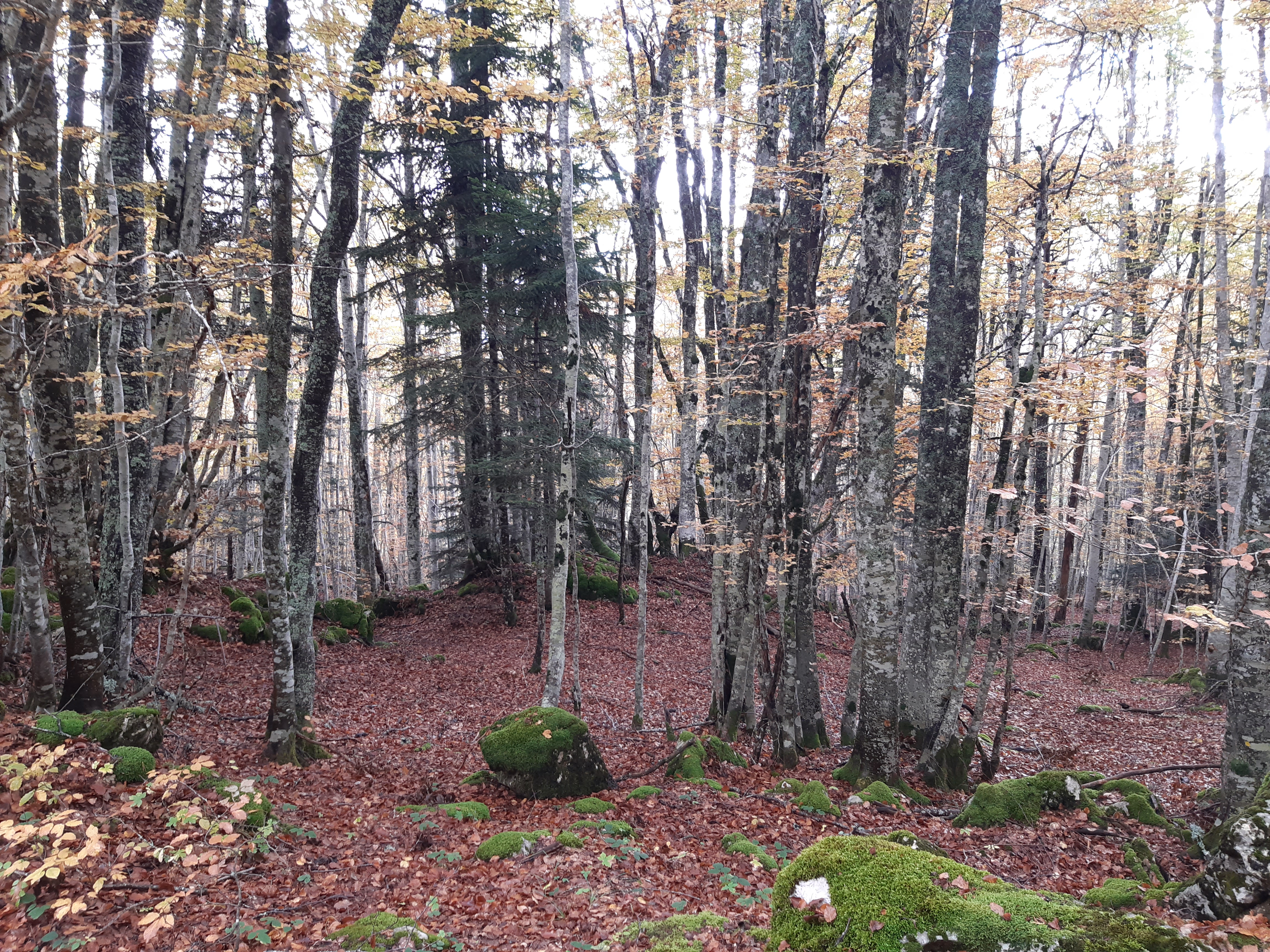 Sous-Bois du Balcon Est