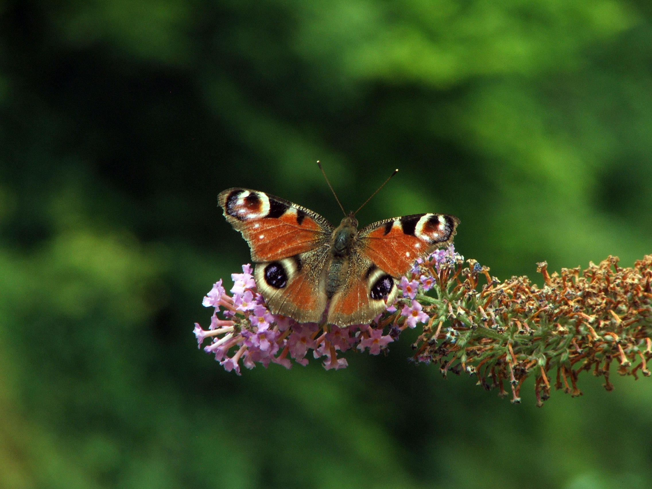 Animation nature - La photographie naturaliste