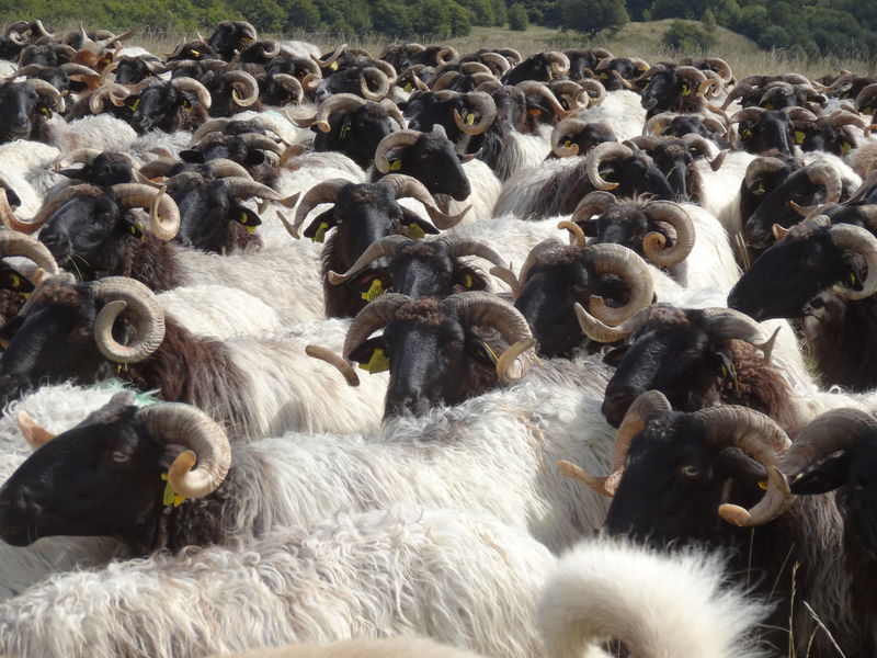 Randonnée troupeau avec la bergerie 