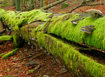 Le bois mort regorge de vie_Arcon