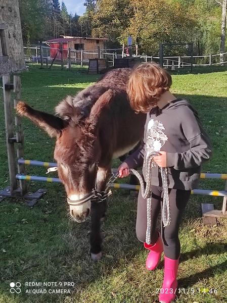 Familiarisez-vous avec les animaux de la ferme