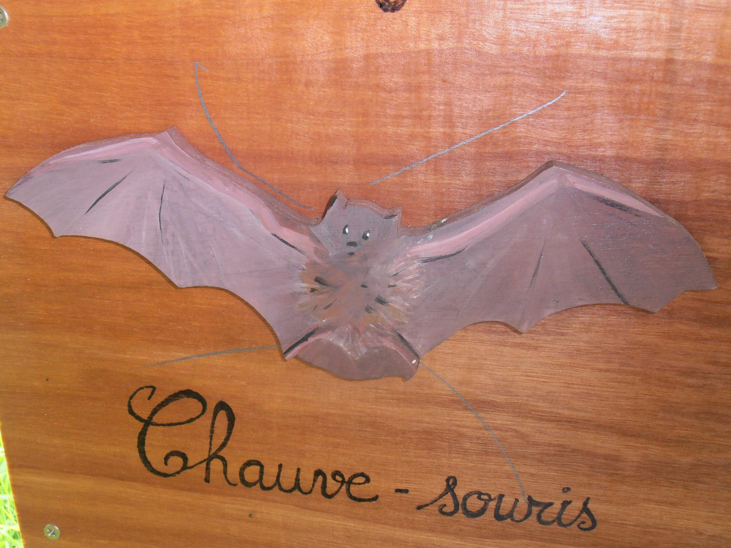 Sortie nocturne chauve souris