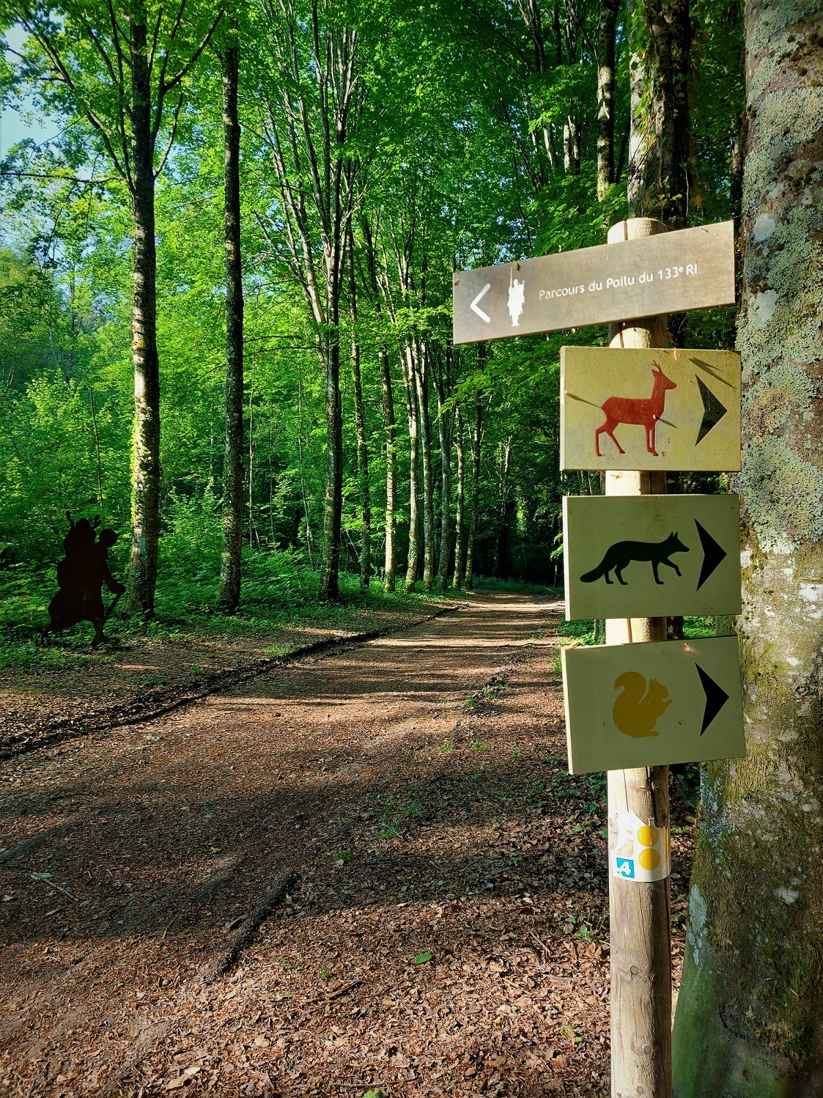 Forêt de Rothonne 2022 ©M (25)