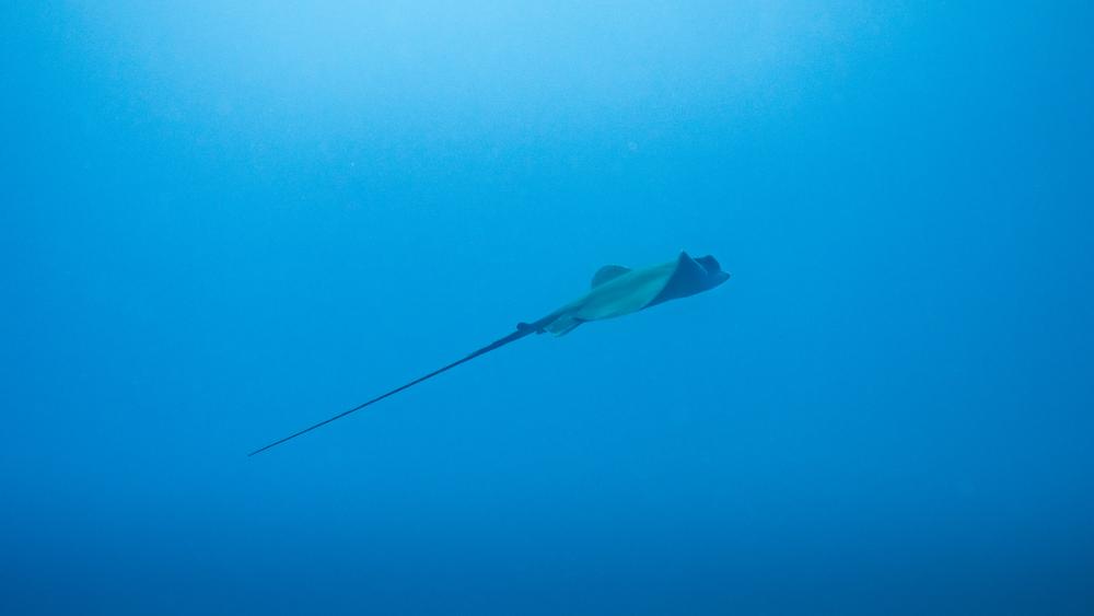 Point rencontre : Les requins en Méditerranée (Porquerolles)_Hyères