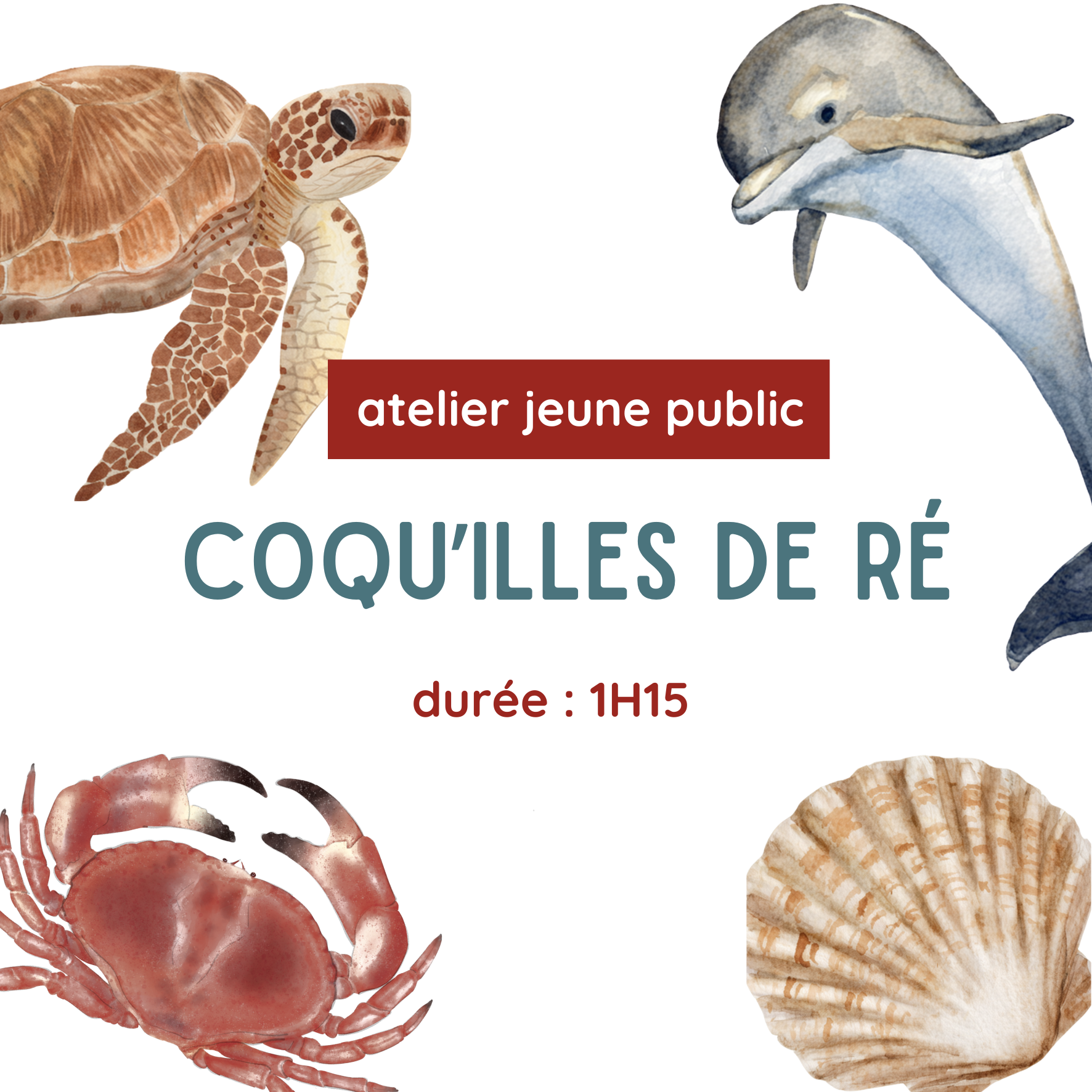 Coqu’illes de Ré
