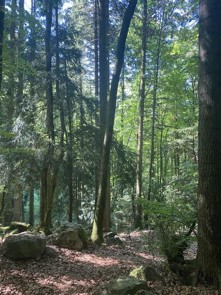 Randonnée sur le chemin des Bacounis