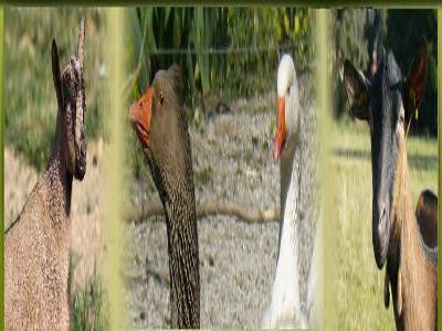 La ferme de l'authentique