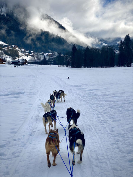 A ton étoile chiens de traîneaux