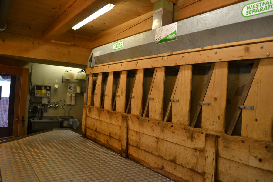 traite des chèvres