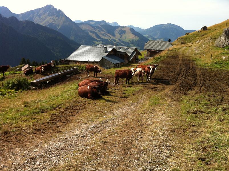 Trail circuit 40 rouge - Boucle des alpages de Charmy l’Adroit_Abondance