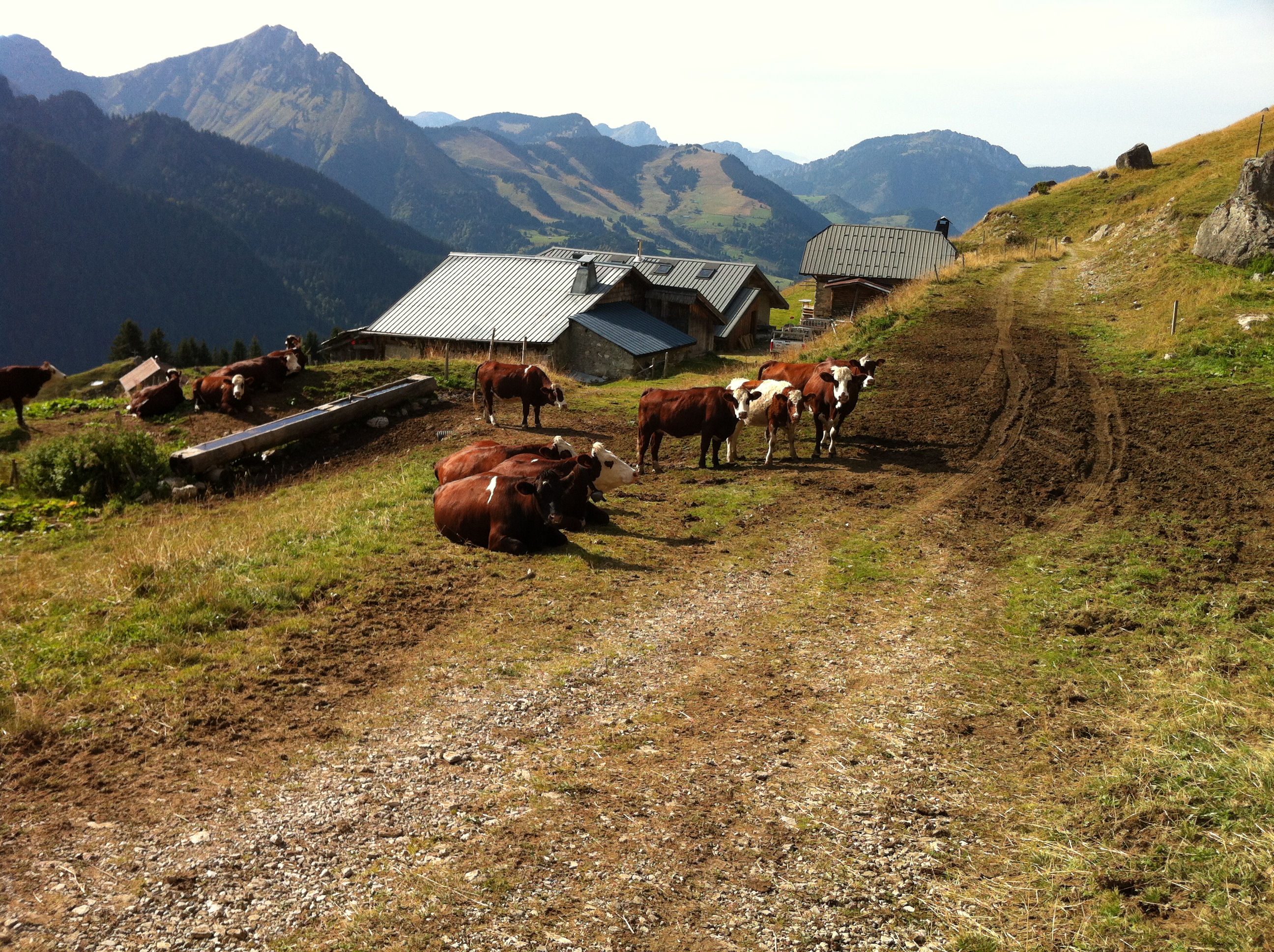Trail circuit 40 rouge - Boucle des alpages de Charmy l'Adroit