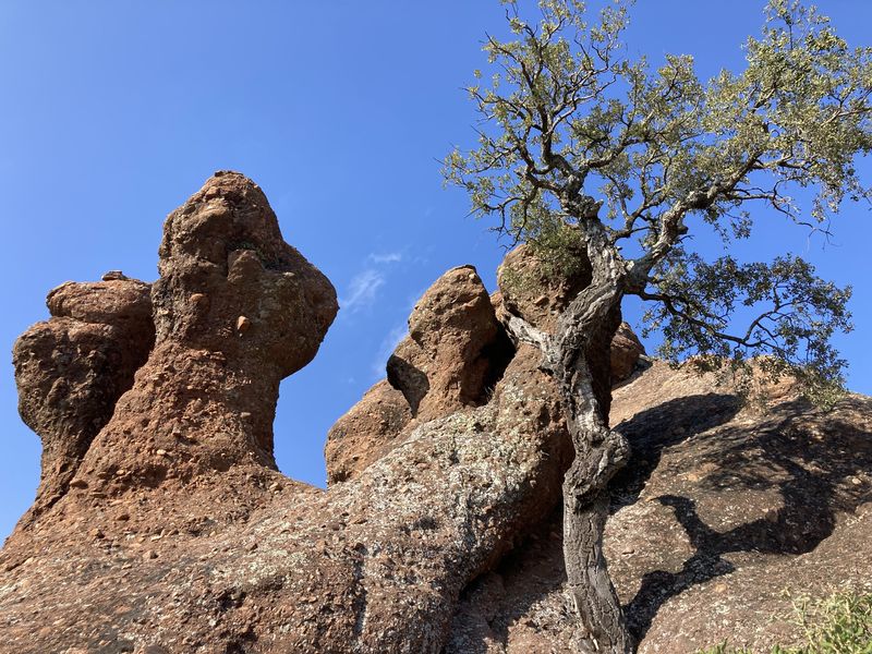 Balade naturaliste Rocher