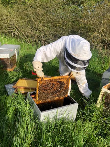 The apiary of Hélo_Massy