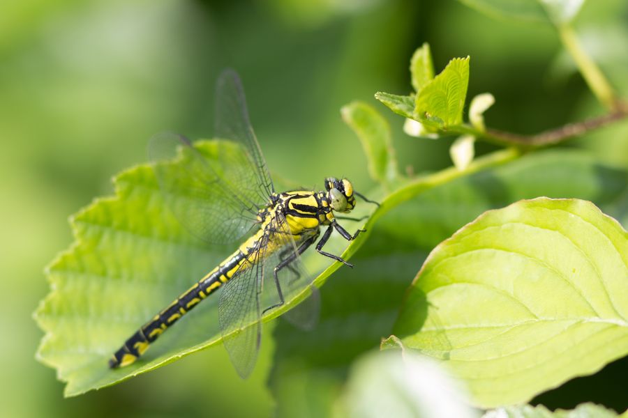 Réserve Naturelle Régionale du Haut Rhône Français
