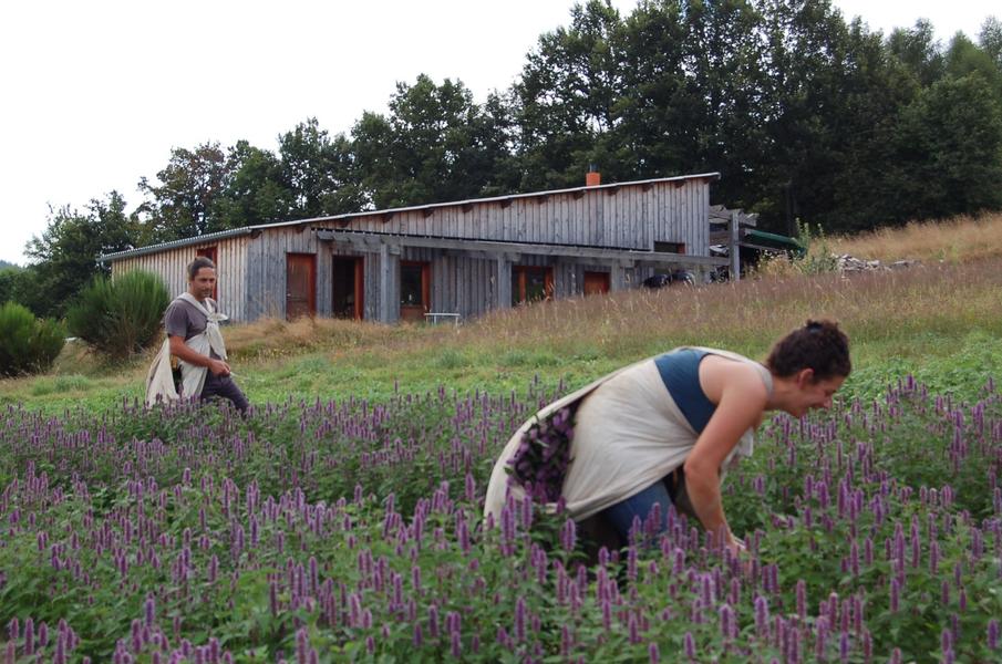 Les Sens en Herbe -Production et distillation de plantes médicinales