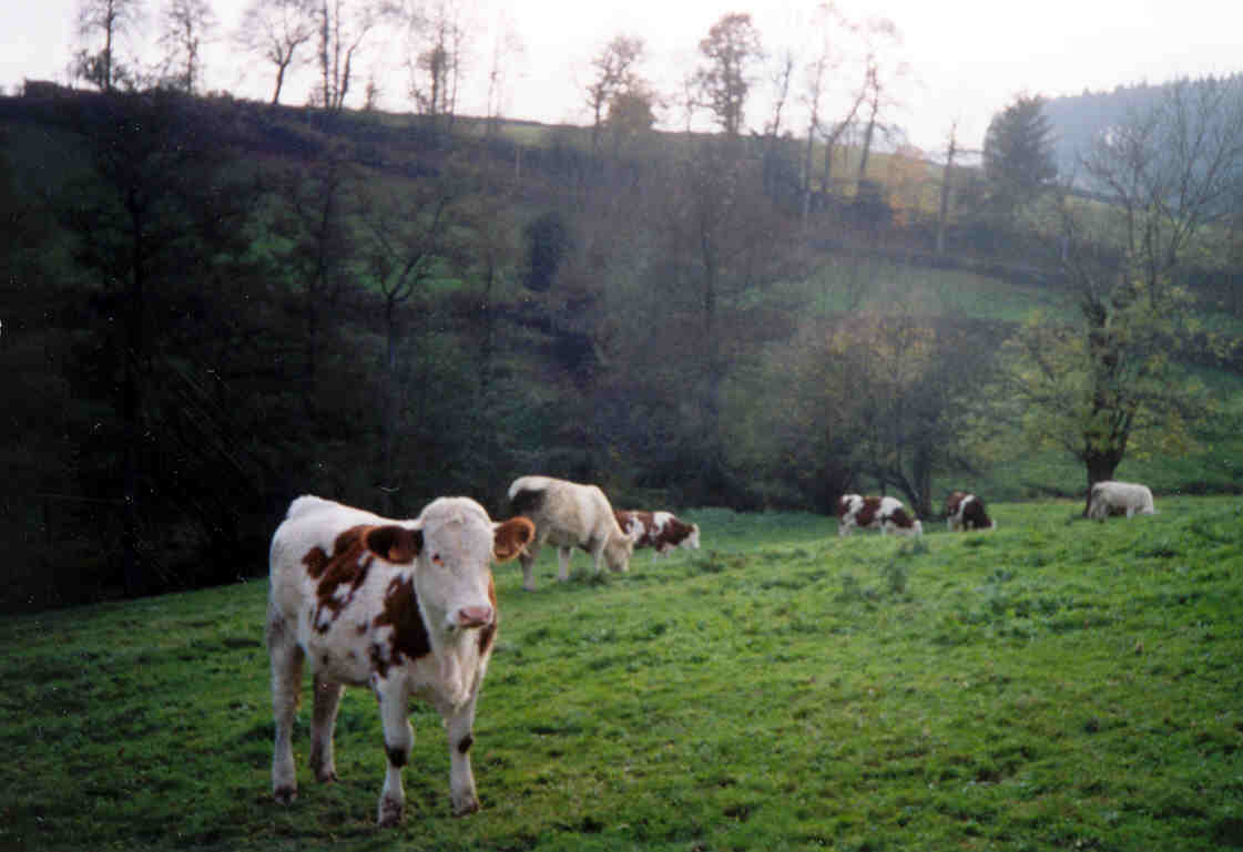 Gîte d'enfants 'Les Canards' à St Bonnet des Bruyères (Rhône - Monts du Beaujolais) : en champ les vaches !