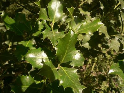 Simiane-Collongue : Le Pilon du Roy, Simiane-Collongue - photo 4