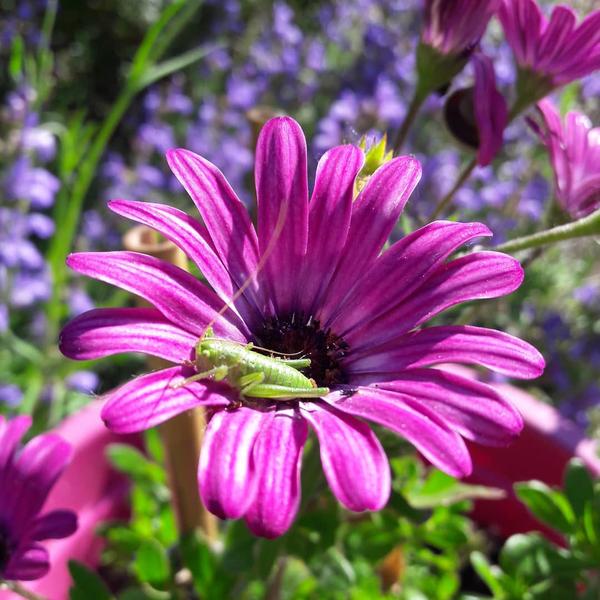 Camping Le Colombier