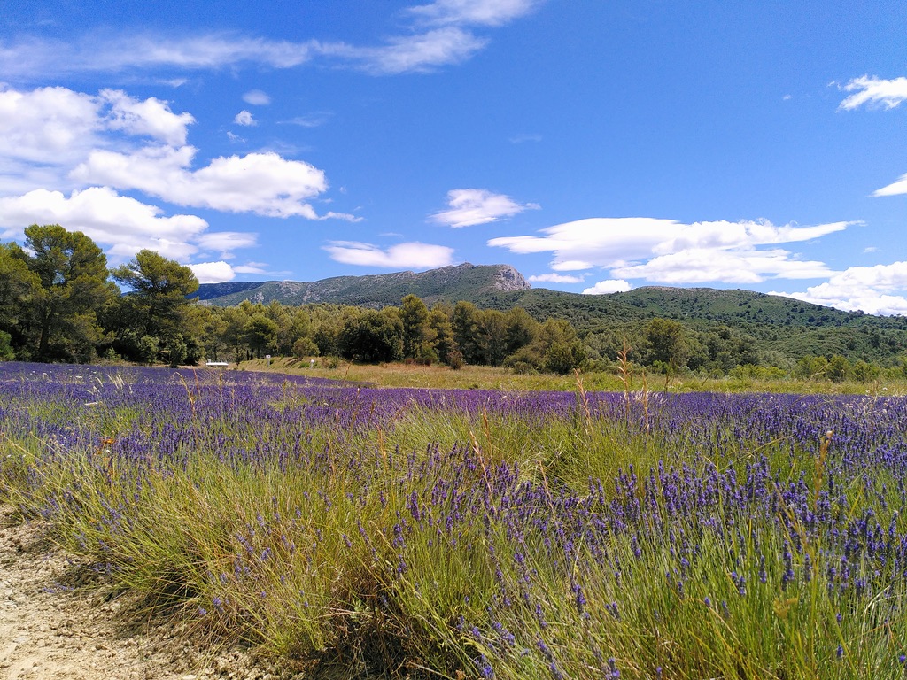 Les Arbousiers, Vauvenargues - photo 11