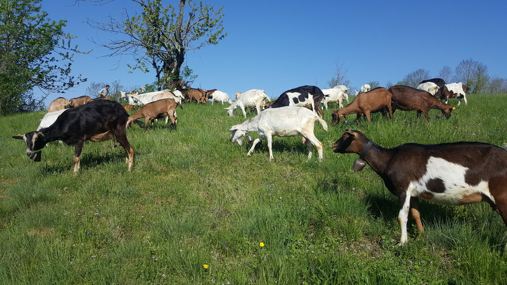 La Ferme du Naray : des prairies fertilisées naturellement comme havre de vie