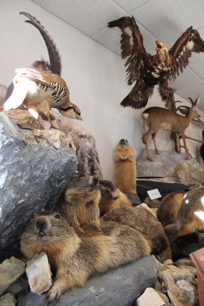 Musées de la faune haute montagne