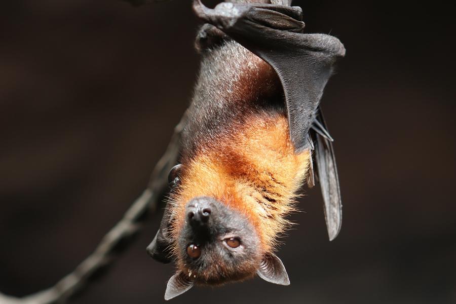 Atelier de fabrication d’un gîte à chauve-souris_Arcon