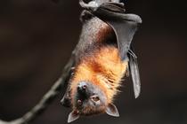 Atelier de fabrication d’un gîte à chauve-souris_Arcon