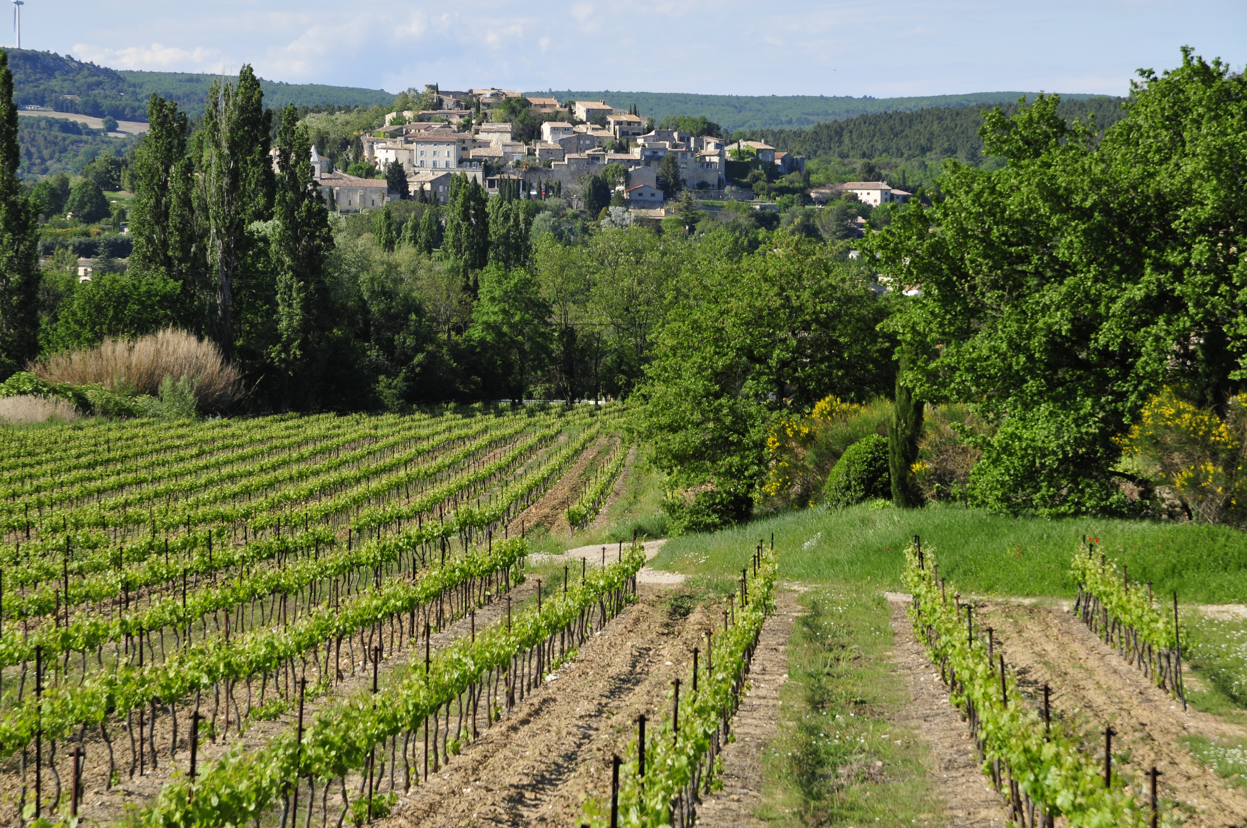 Vignes - Valaurie