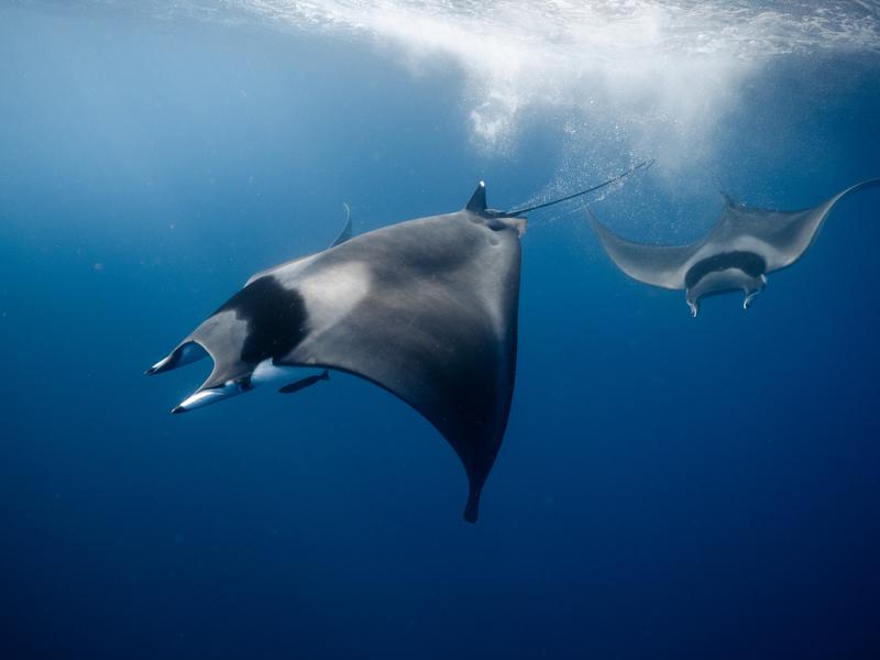 Point rencontre : Les requins en Méditerranée (Porquerolles)_Hyères