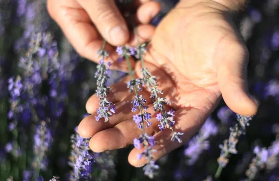 Explorez les bienfaits des huiles essentielles