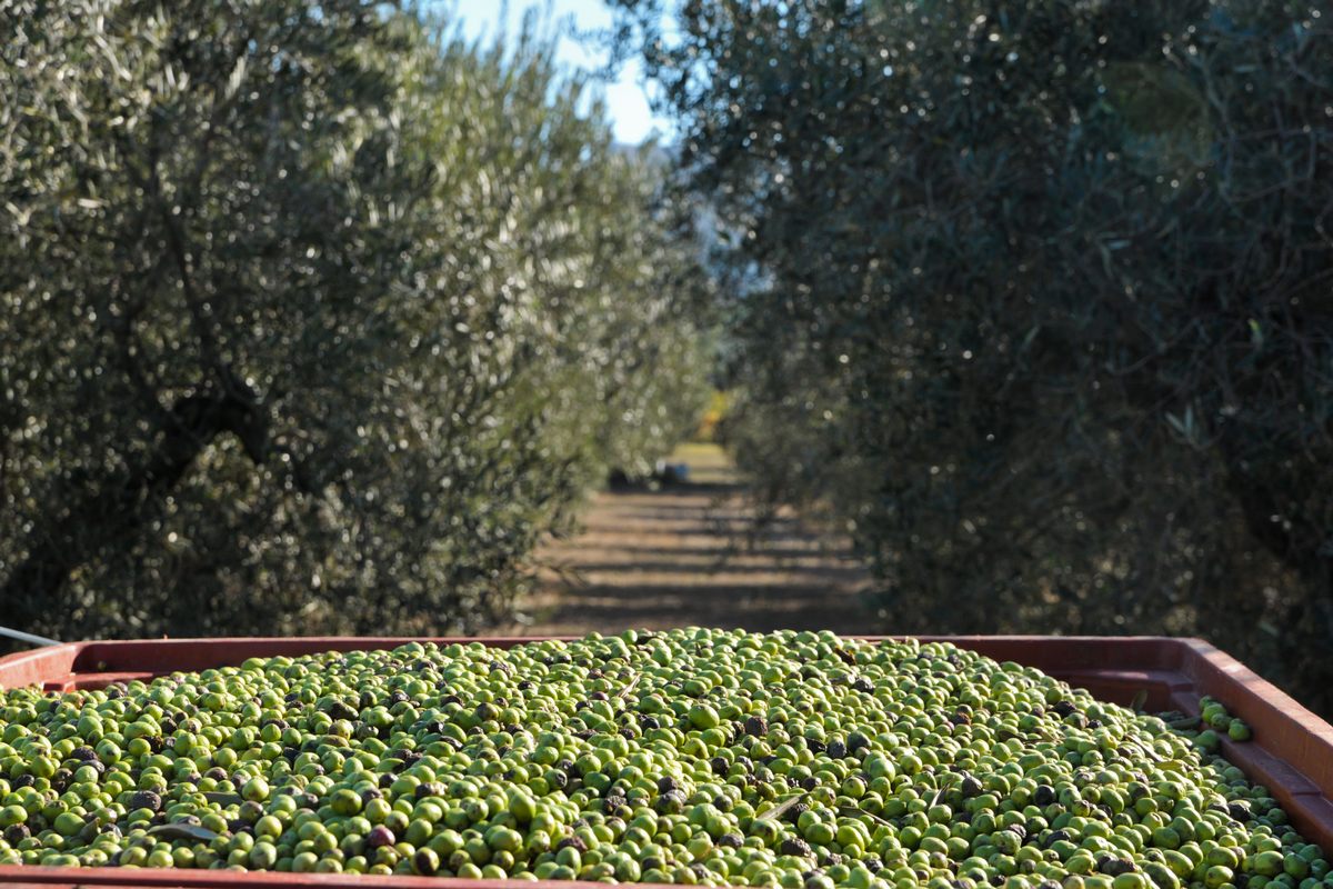 Moulin Castelas - photo 5