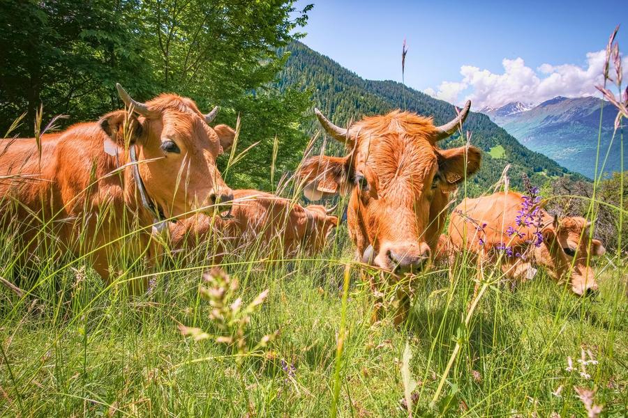 Notre-Dame-du-Pré_Notre-Dame-du-Pré