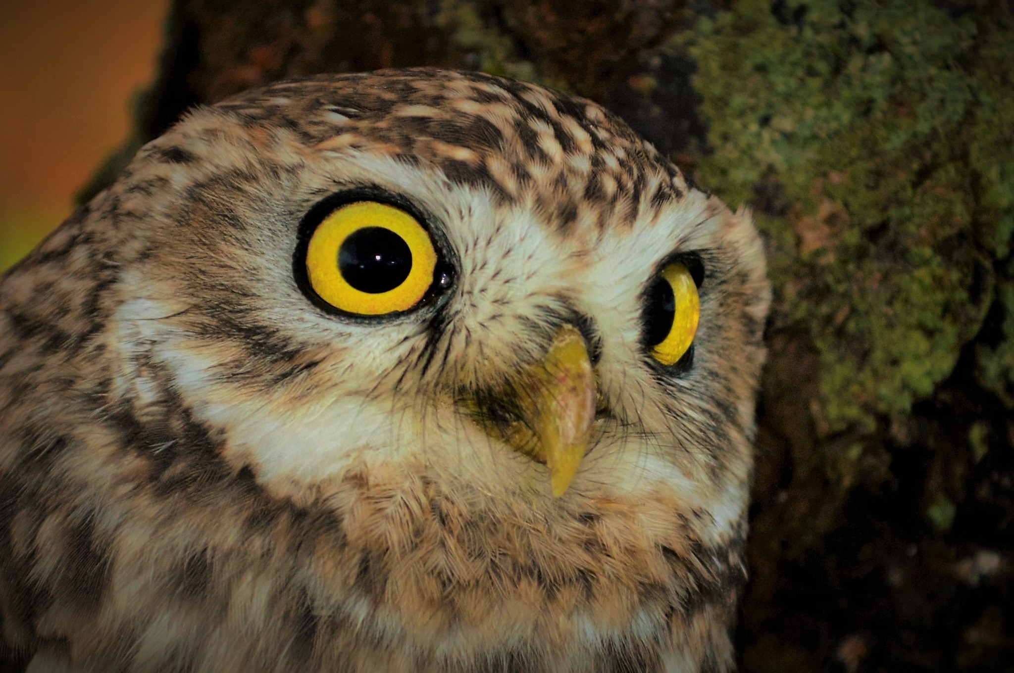 Rapaces nocturnes des marais de Gironde