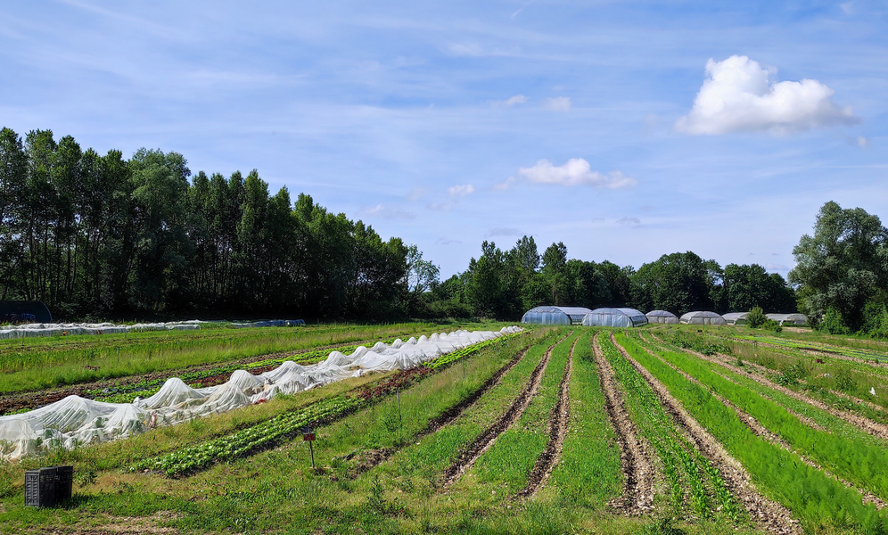 Cressonnière du Bugey