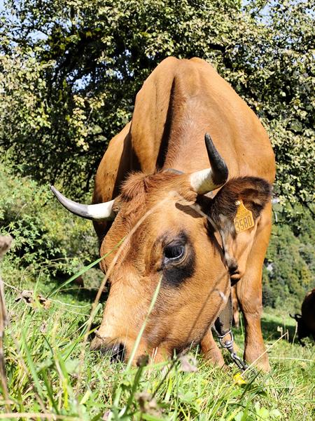 Visite à la ferme, traite des vaches et fabrication du fromage_Cordon