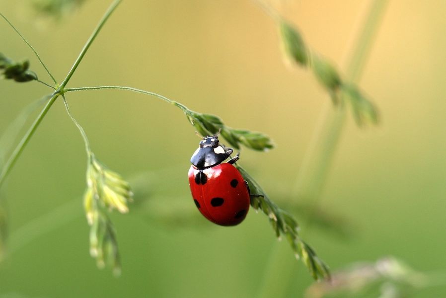 A la découverte des insectes