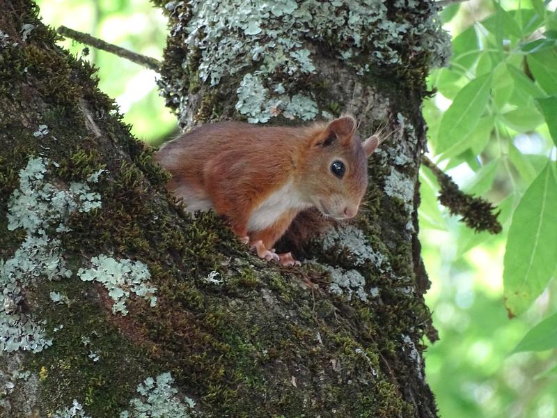 Camping Le Colombier