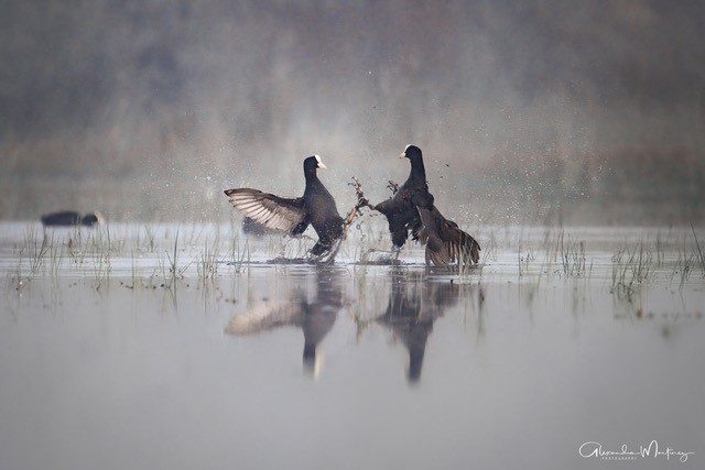 Alexandra Martinez Photography - photo 5