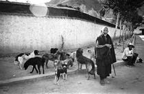 Le moine et les chiens