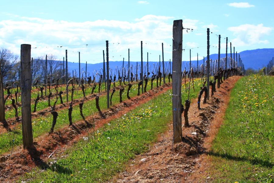 Vignes de la Maison Angelot à Marignieu