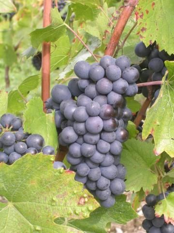 Domaine De La Beliere - Cerdon - Rongier Céline et Gaël