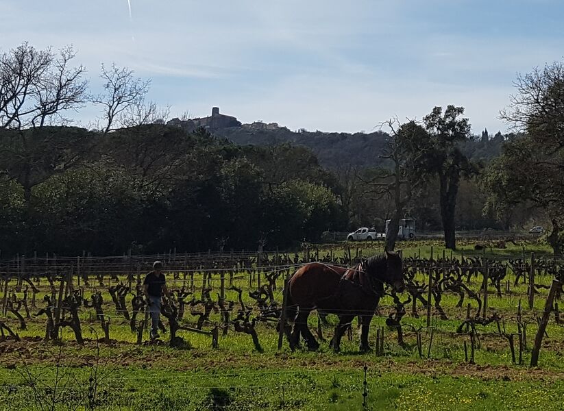 Travail du sol au cheval au château Barbeyrolles