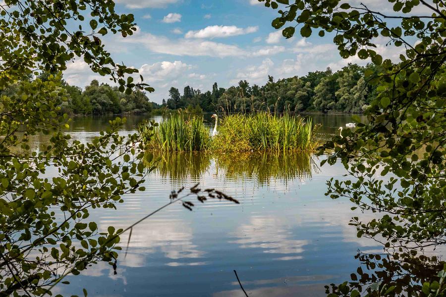 Gravière aux Oiseaux - « Ornithologues en herbe »_Mably