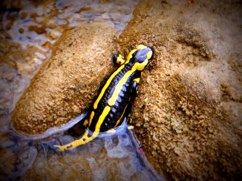 Faune et flore des canyons