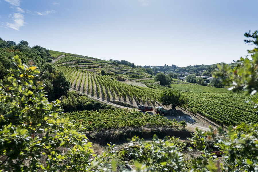 Domaine Laurent Fayolle