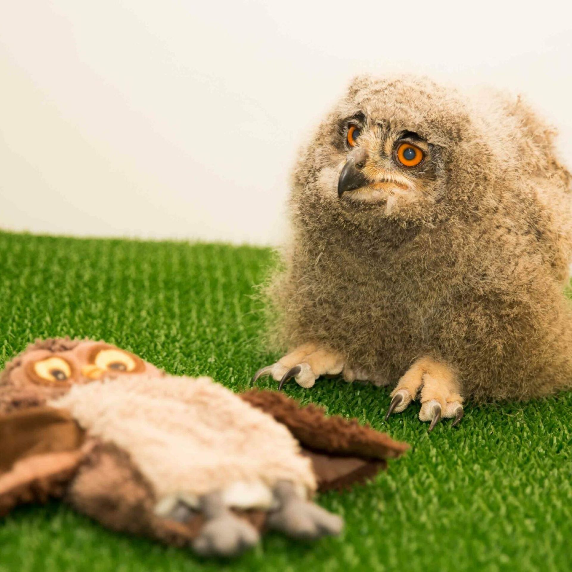 Fauconnerie Aigles de la Sainte-Baume, Cuges-les-Pins - photo 2