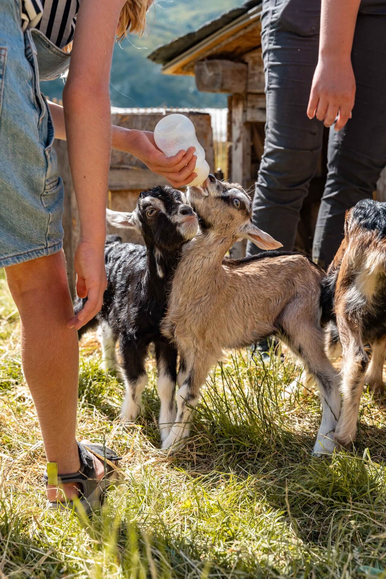 Nourrissage des animaux de la ferme