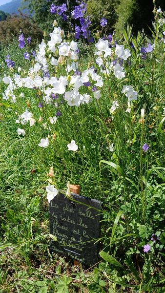 Jardin Alpin_Bellevaux