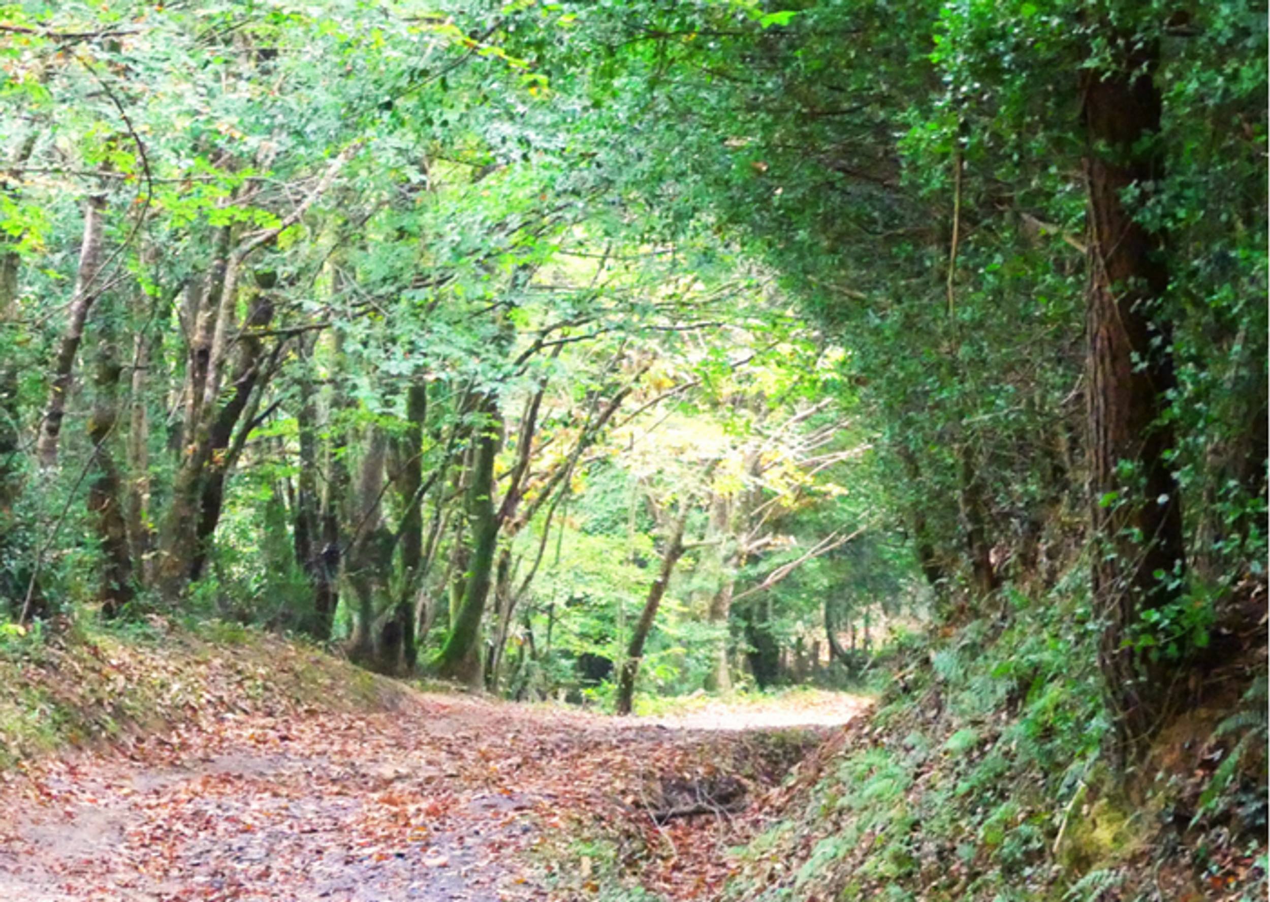 noailhac-boucle-des-forets-des-malous-2-c-office-de-tourime-castres-mazamet-j23w81cre0wn